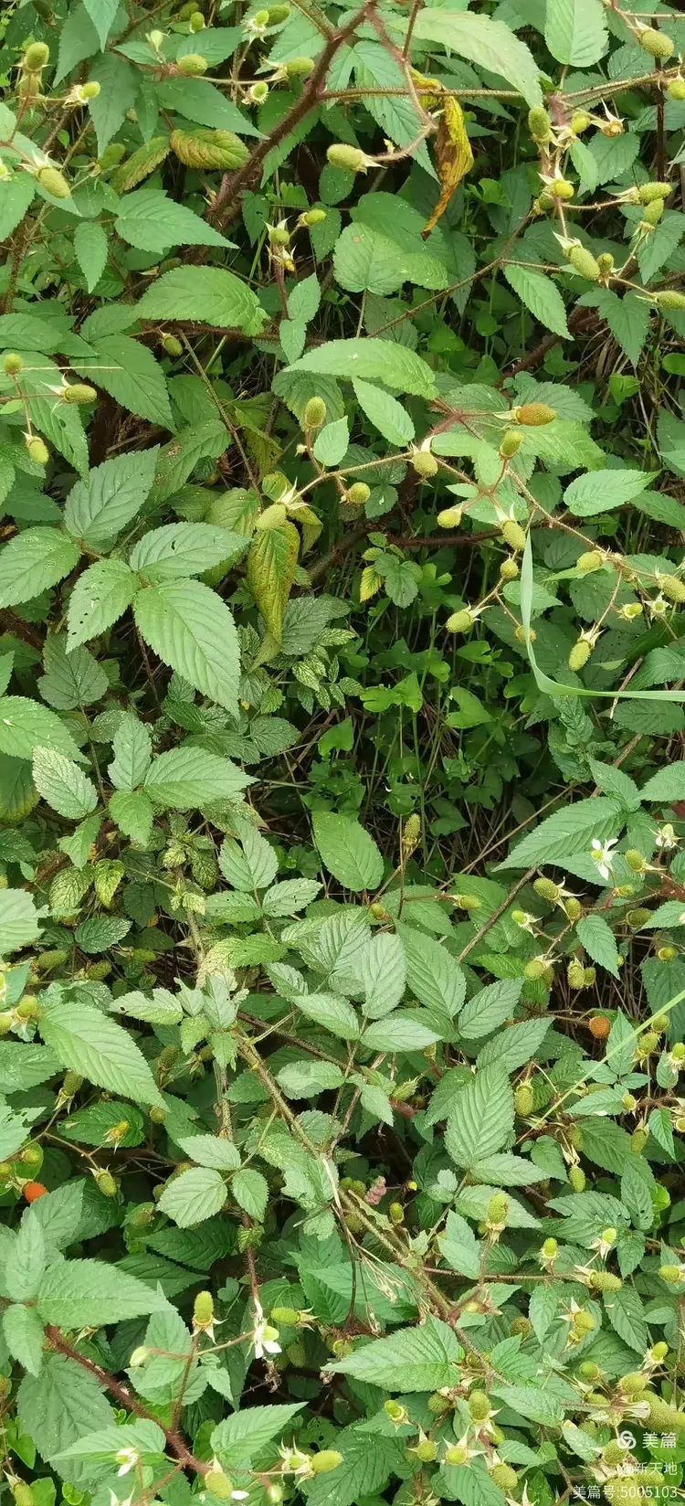 植物观赏 红腺悬钩子,土名尿桶泡
